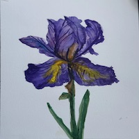Detailed impressionist iris flower painting by Tanya Bilous Linked to Iris by Tanya Bilous